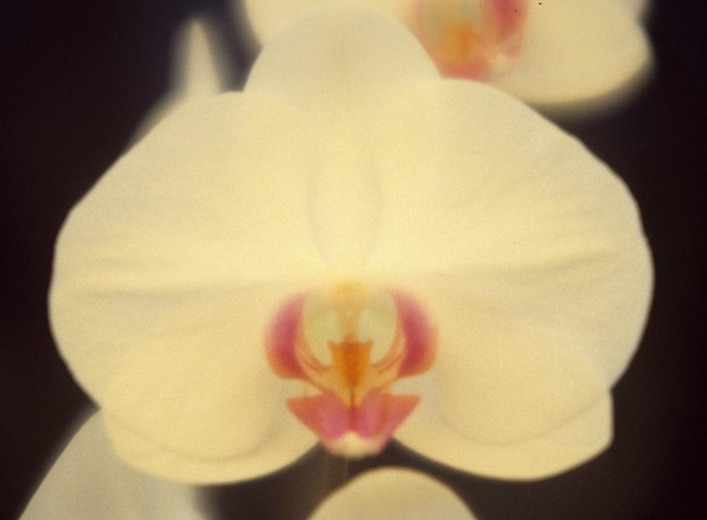 Phal Rachael's Pride