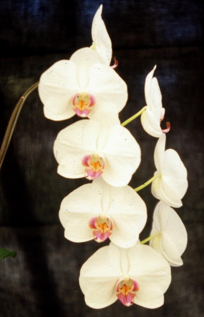 Phalaenopsis Rachael's Pride - photo 2