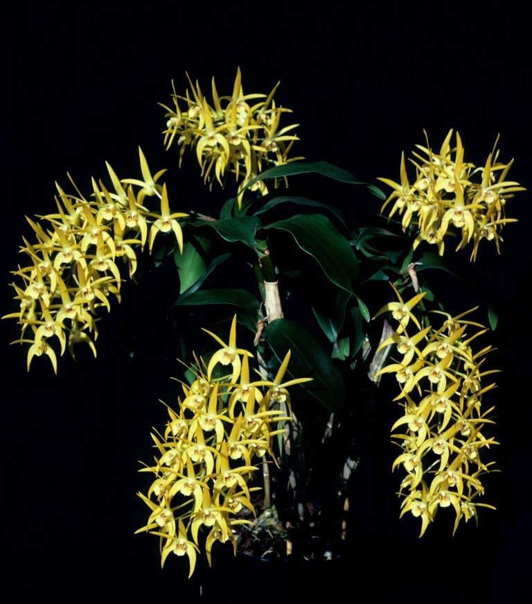 Dendrobium Yondi Tina - photo 2