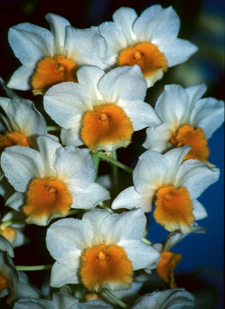 Dendrobium thyrsiflorum var. thyrsiflorum - AM/AOC