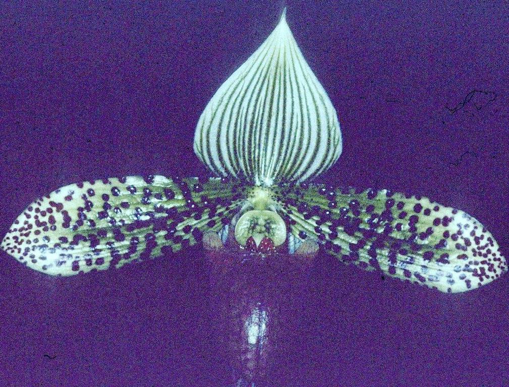 Paphiopedilum Double Deception - HCC/AOC