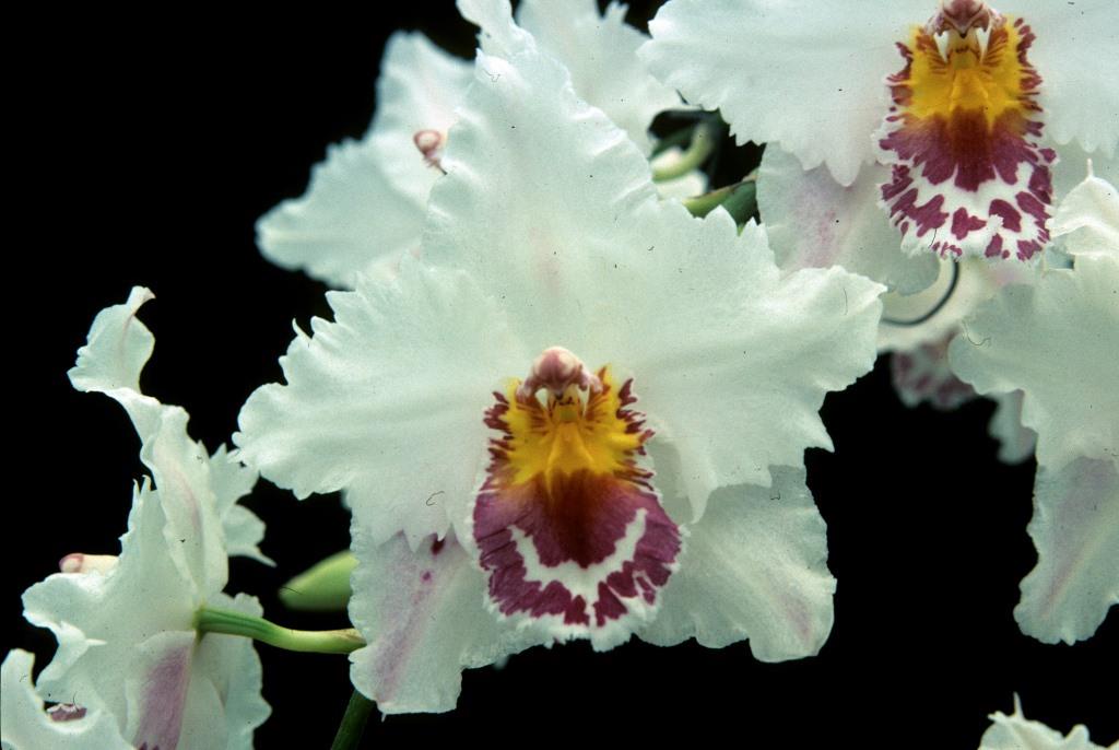 Oncidium Nancy Crees