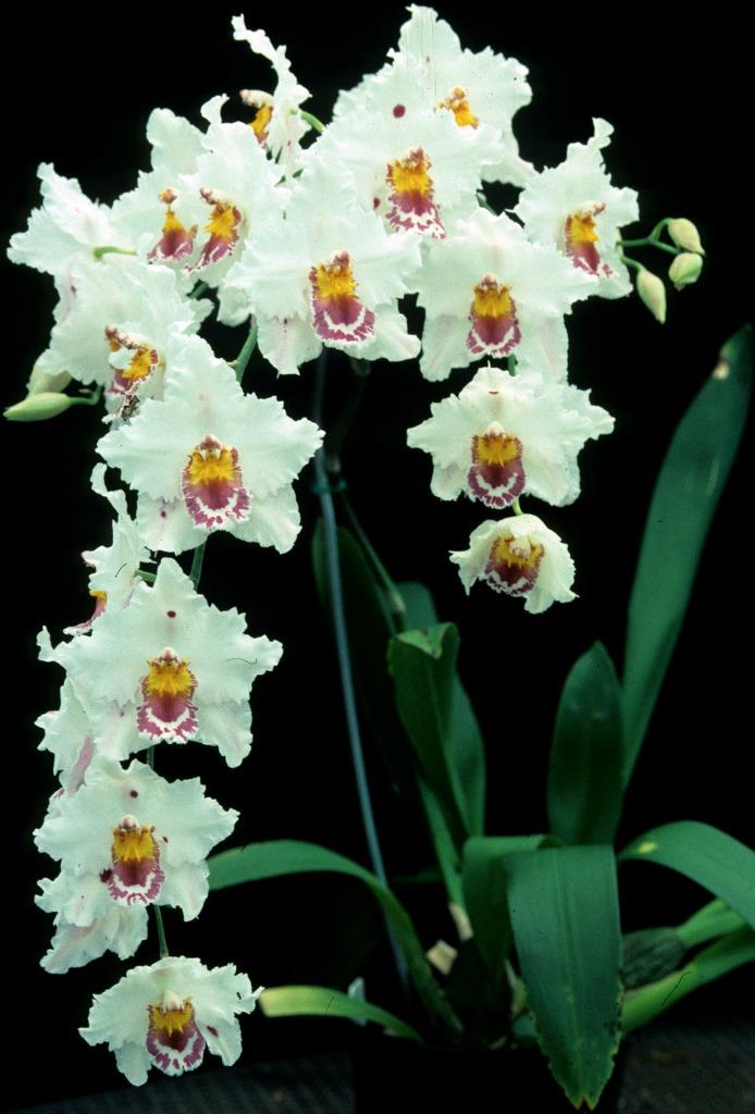 Oncidium Nancy Crees - photo 2