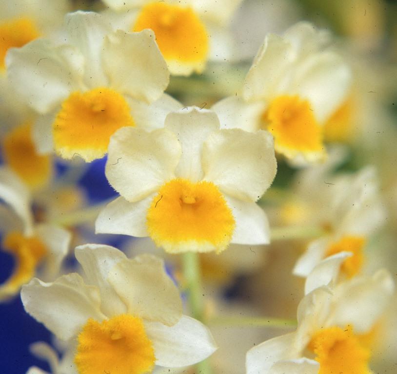 Dendrobium Farmeri-Thyrsiflorum - HCC/AOC