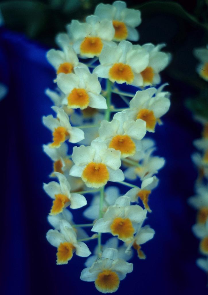 Dendrobium Farmeri-Thyrsiflorum - photo 2