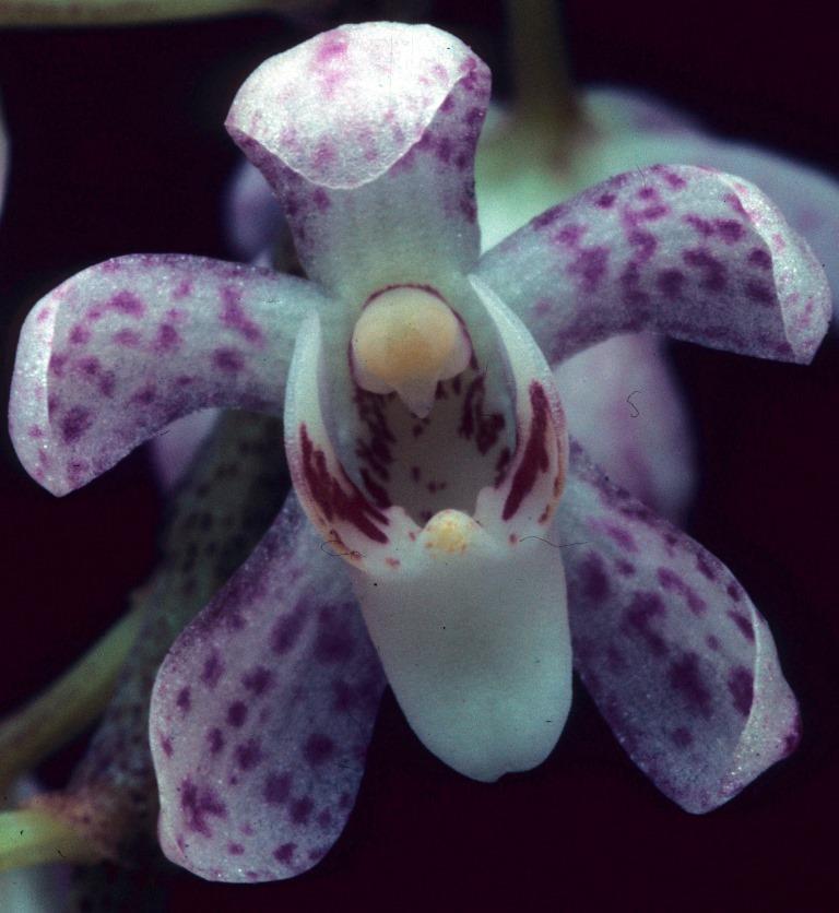 Peristerchilus Olive Grace - HCC/AOC