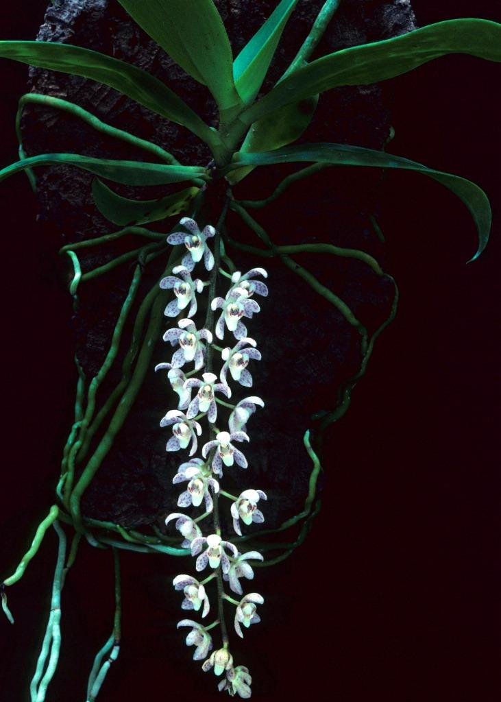 Peristerchilus Olive Grace - photo 2