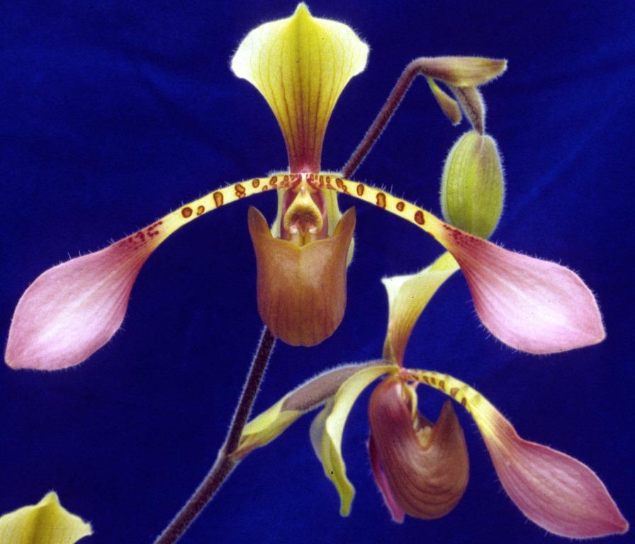 Paphiopedilum lowii var. lynniae - HCC/AOC