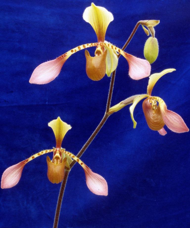 Paphiopedilum lowii var. lynniae - photo 2