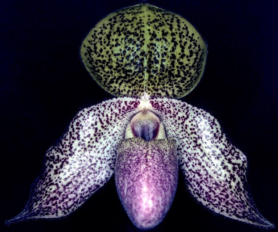 Paphiopedilum Charles Sladden - HCC/AOC