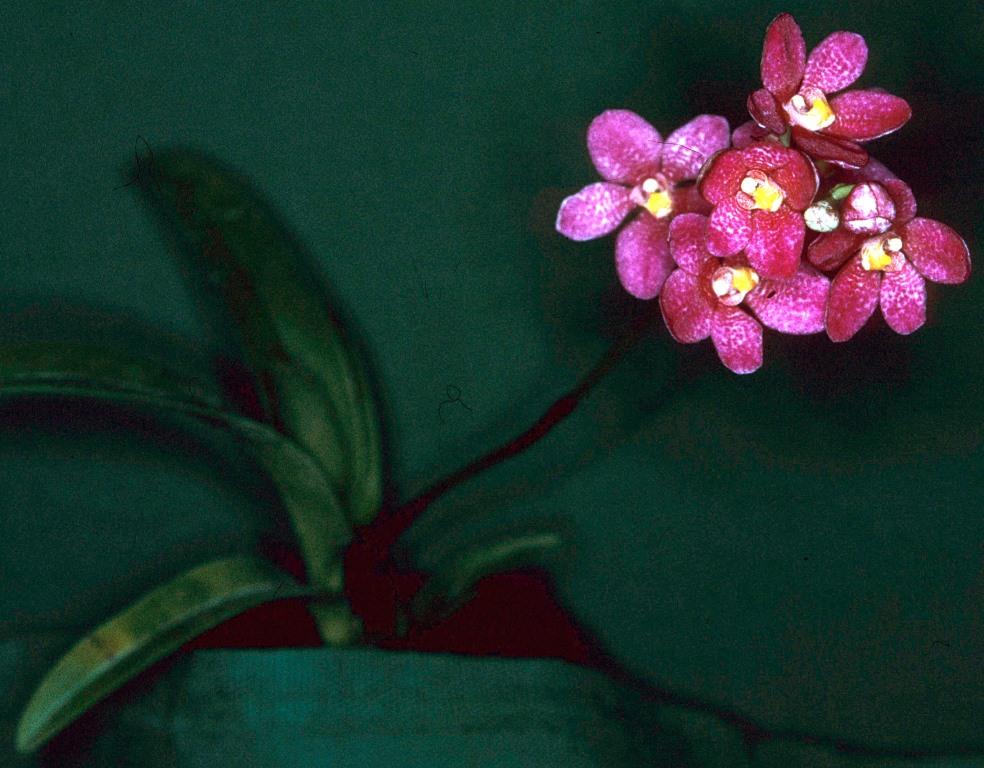 Sarcochilus Fitzhart - photo 2