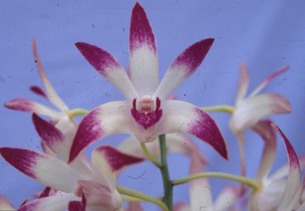 Dendrobium Class - HCC/AOC