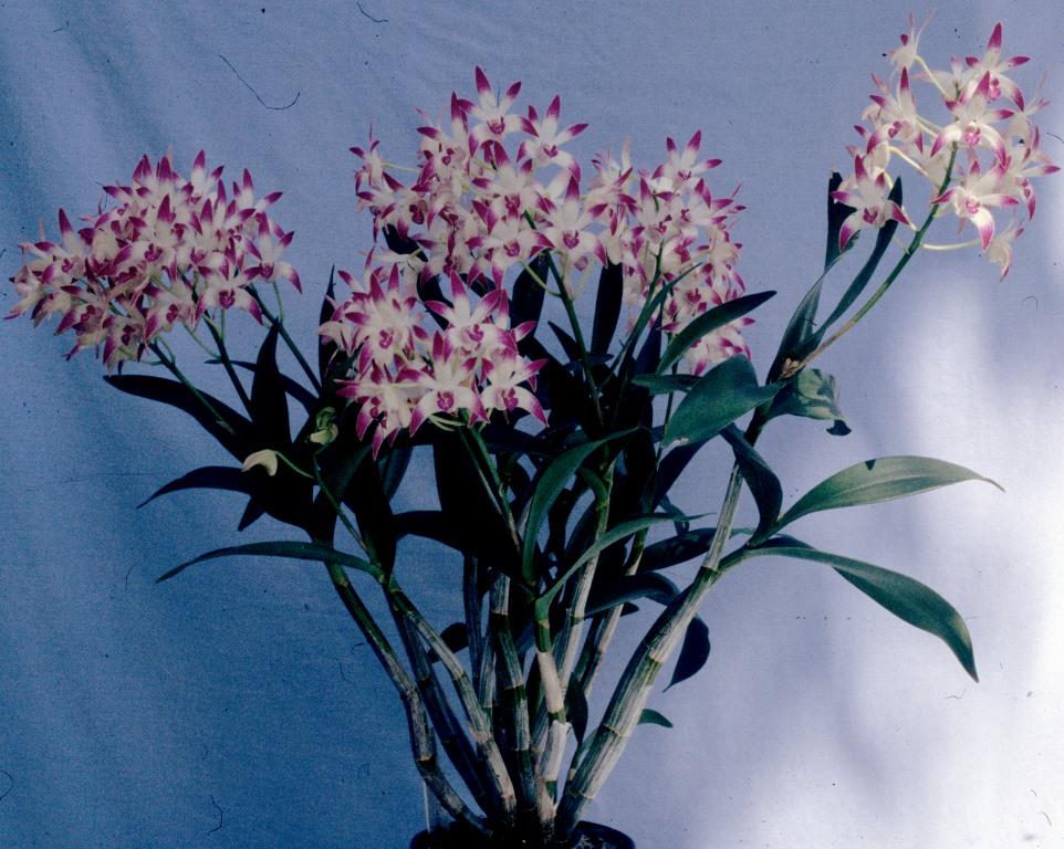 Dendrobium Class - photo 2