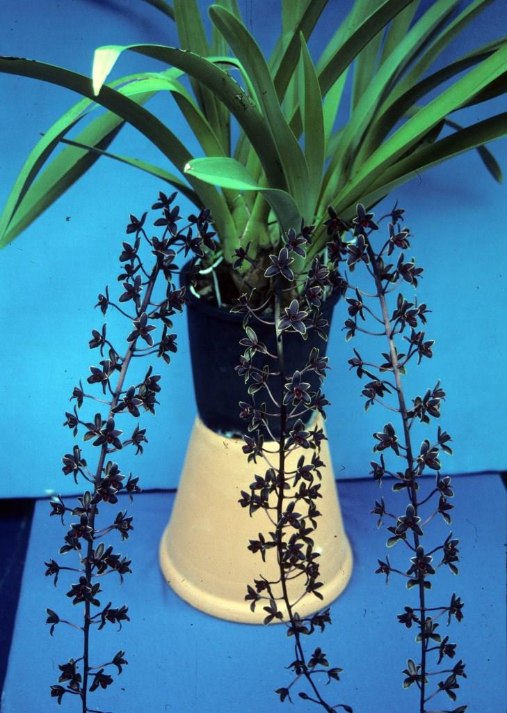 Cymbidium Helen Bannerman - photo 2