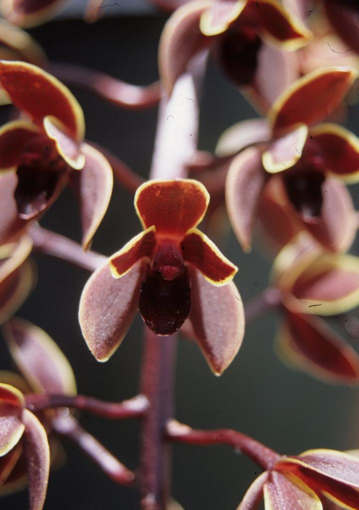 Cymbidium Little Beauty - HCC/AOC