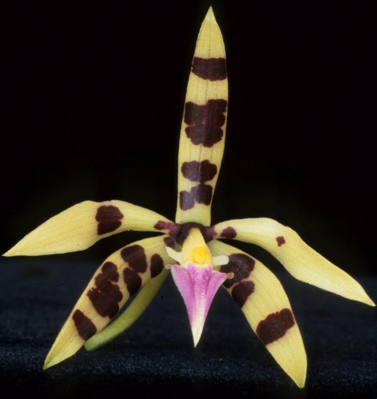 Prosthechea prismatocarpa - HCC/AOC