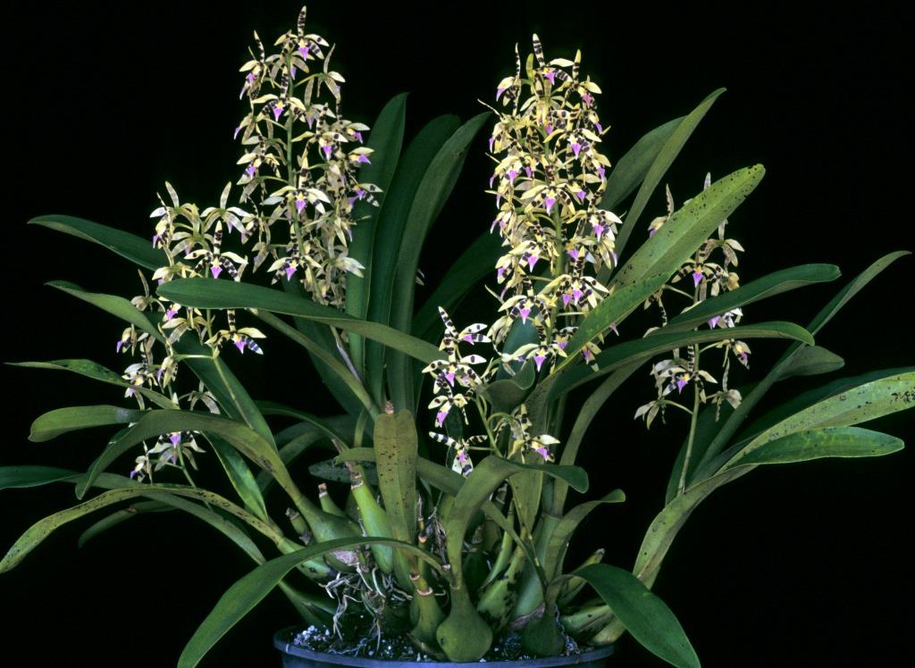 Prosthechea prismatocarpa - photo 2