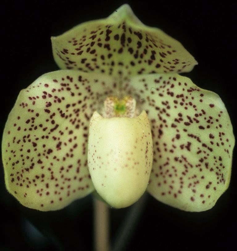 Paphiopedilum Wellesleyanum - HCC/AOC