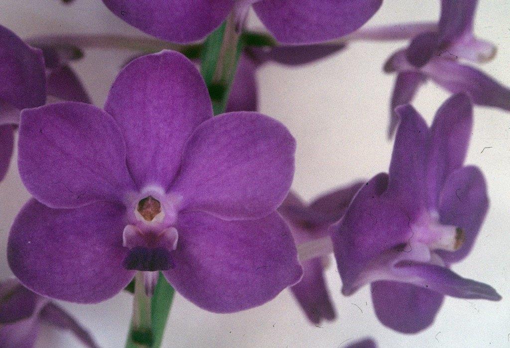 Vanda Pine Rivers - HCC/AOC