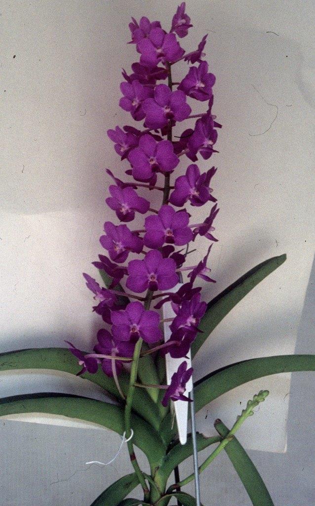 Vanda Pine Rivers - photo 2