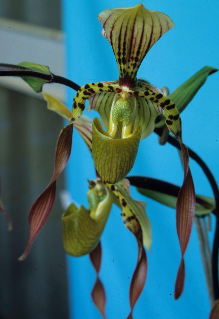 Paphiopedilum Lebaudyanum - HCC/AOC