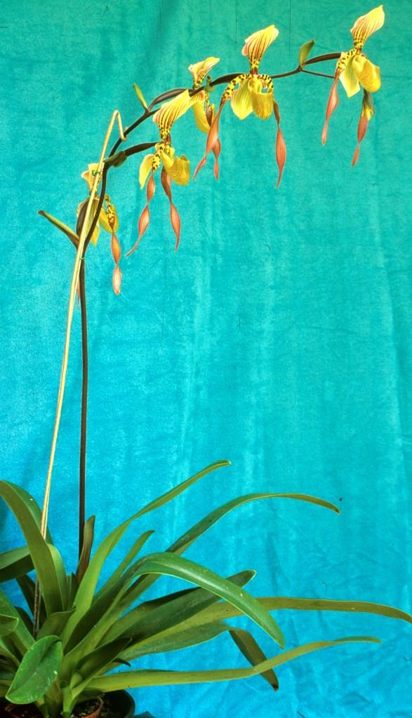 Paphiopedilum Lebaudyanum - photo 2