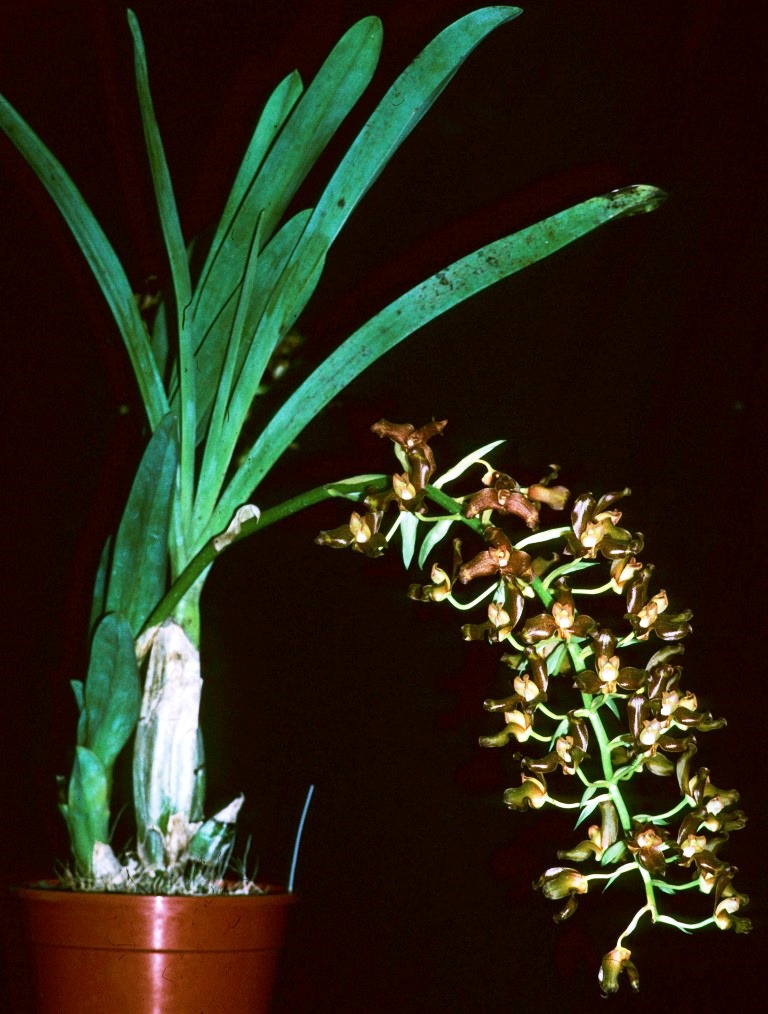 Grammangis ellisii - CBM/AOC