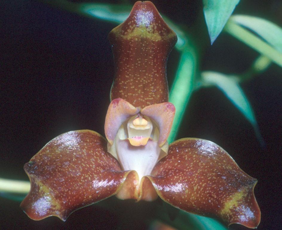 Grammangis ellisii - photo 2