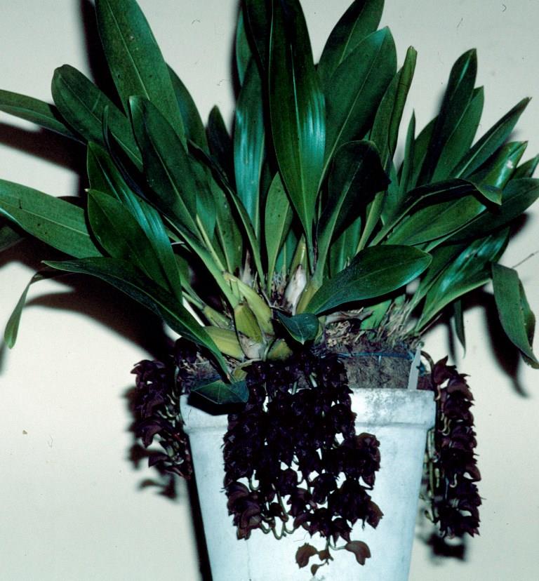 Grammatophyllum stapeliiflorum