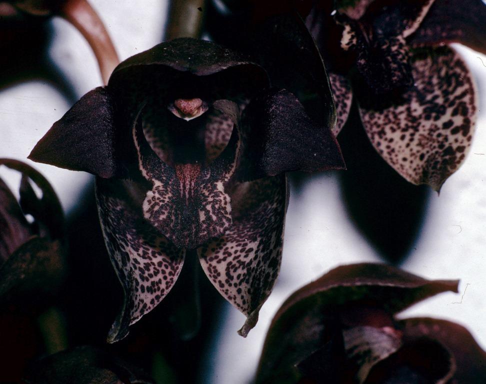 Grammatophyllum stapeliiflorum - photo 2