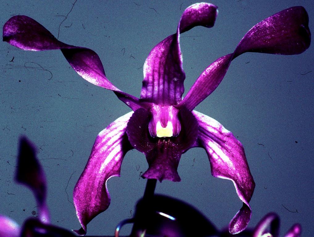 Dendrobium Mount Kelly Princess - HCC/AOC