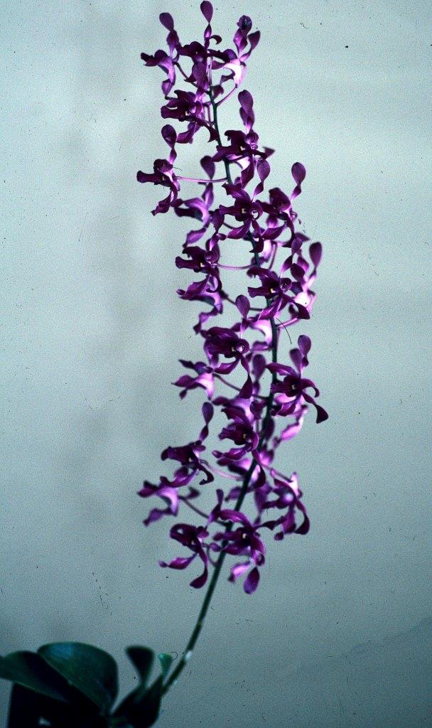 Dendrobium Mount Kelly Princess - photo 2