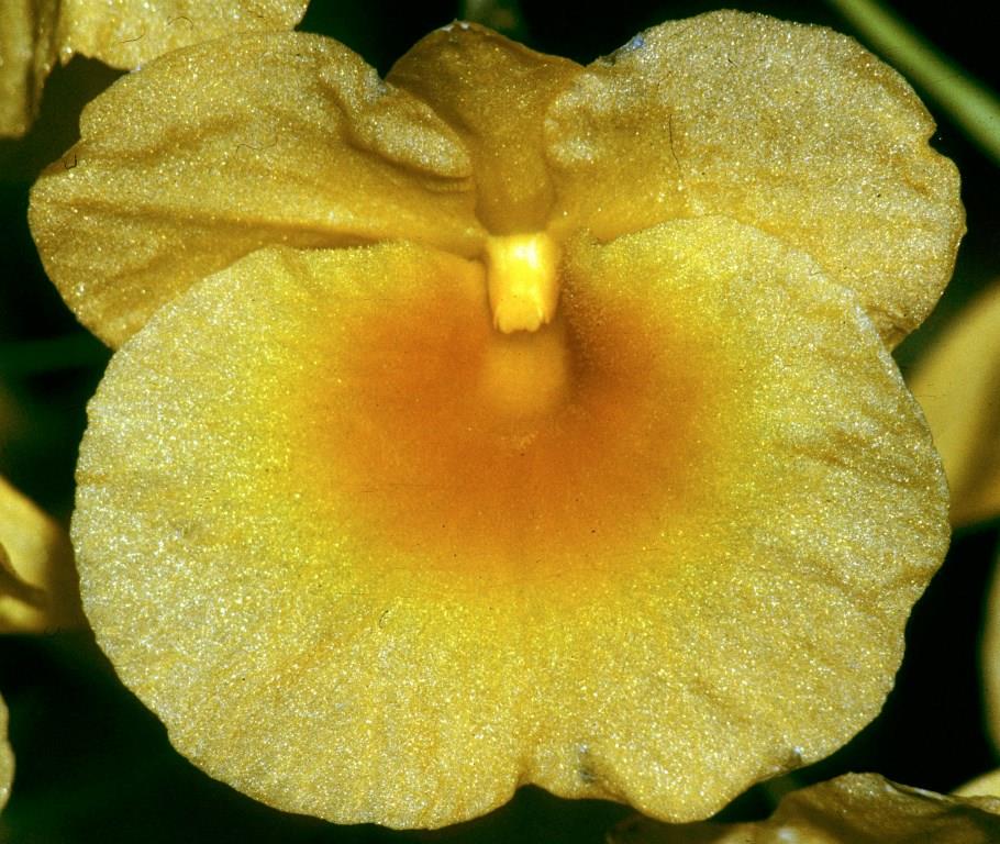 Dendrobium lindleyi - HCC/AOC