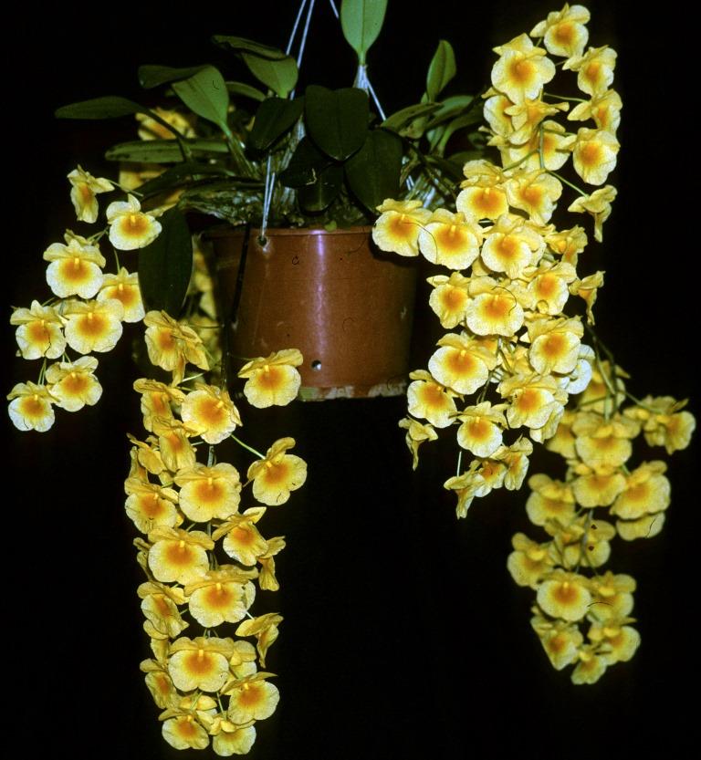 Dendrobium lindleyi - photo 2