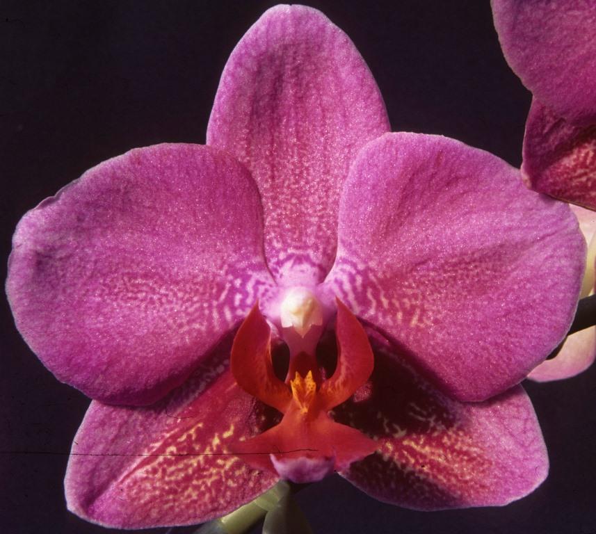 Phal Miva Golden