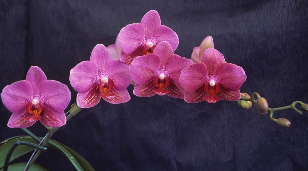 Phalaenopsis Miva Golden - photo 2