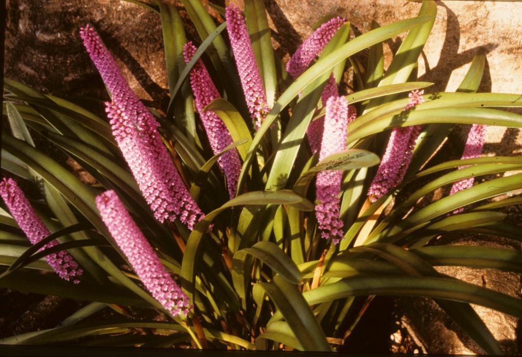 Arpophyllum spicatum - ACC/AOC