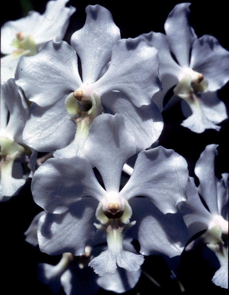 Vanda javierae