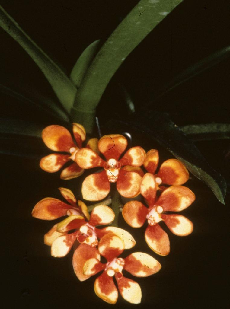 Plchs Harlequin - photo 2