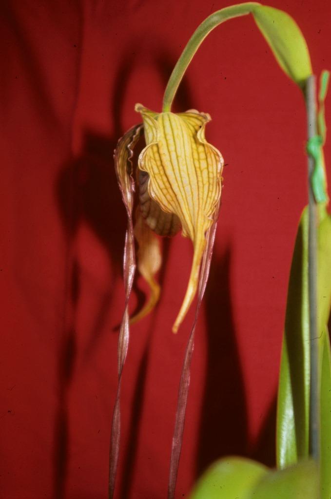 Phragmipedium caudatum - AM/AOC