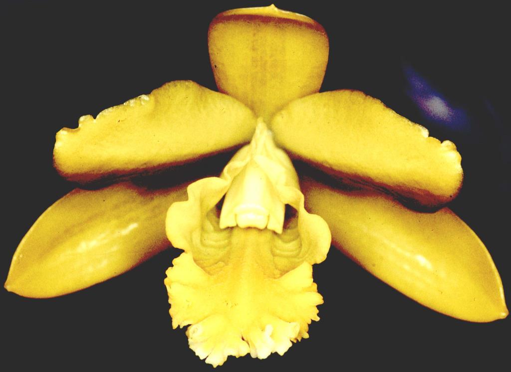 Prosthechea citrina - HCC/AOC