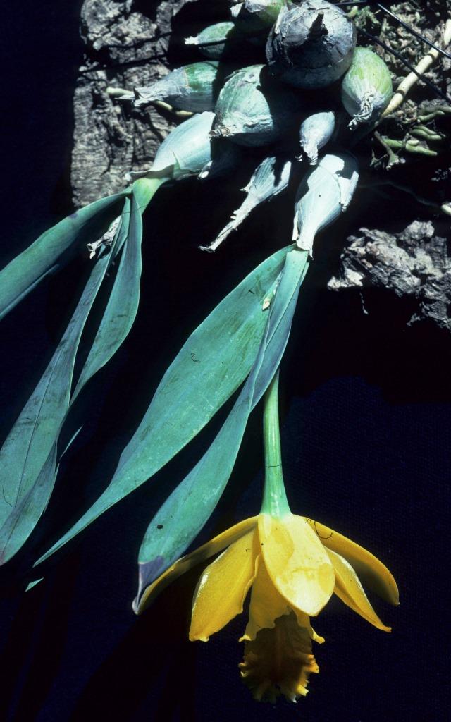 Prosthechea citrina - photo 2