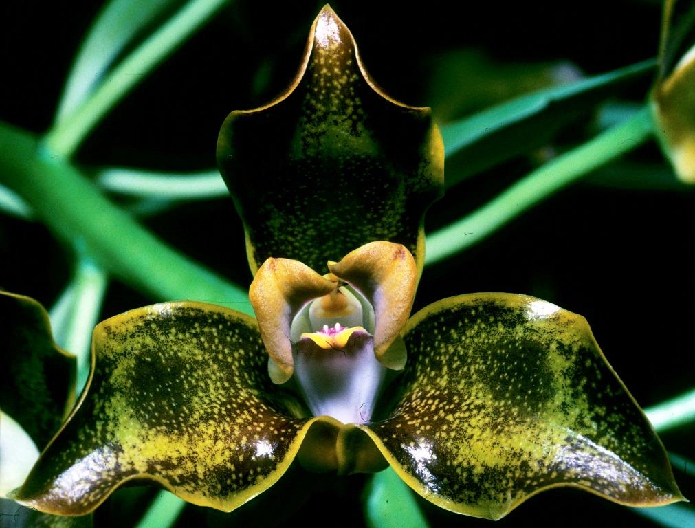 Grammangis ellisii - AM/AOC