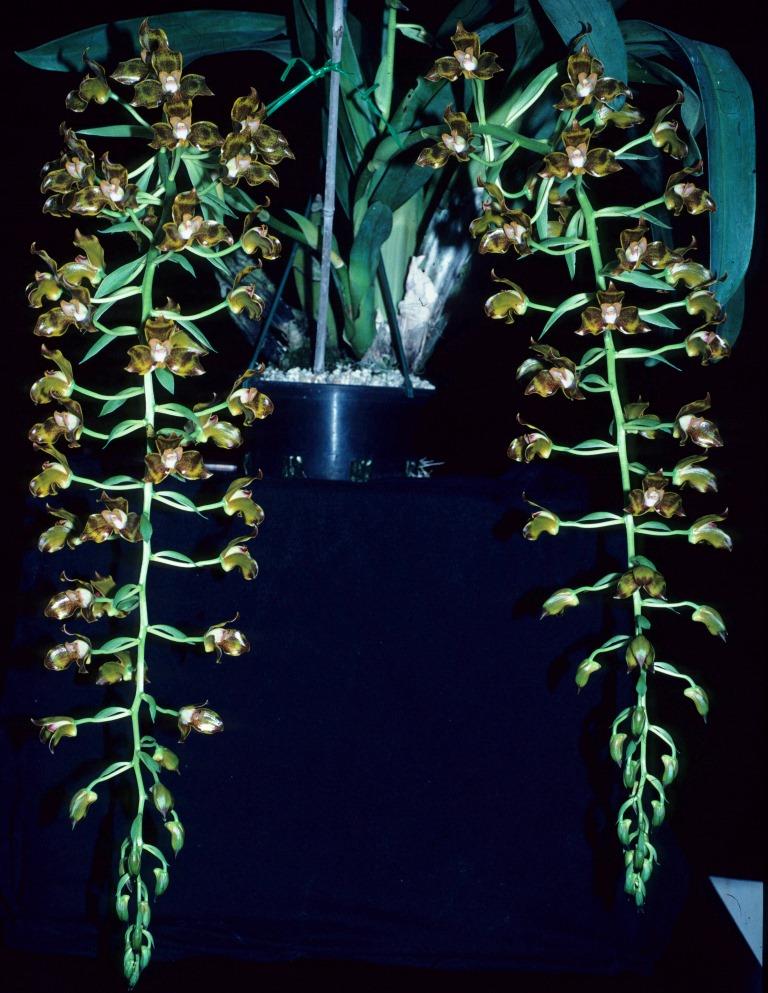 Grammangis ellisii - photo 2