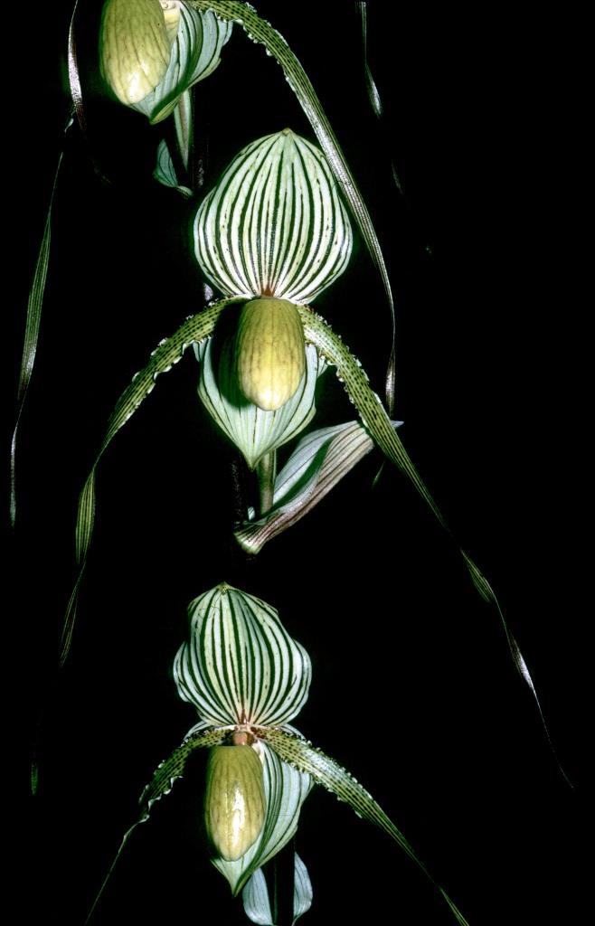 Paph Saint Swithin