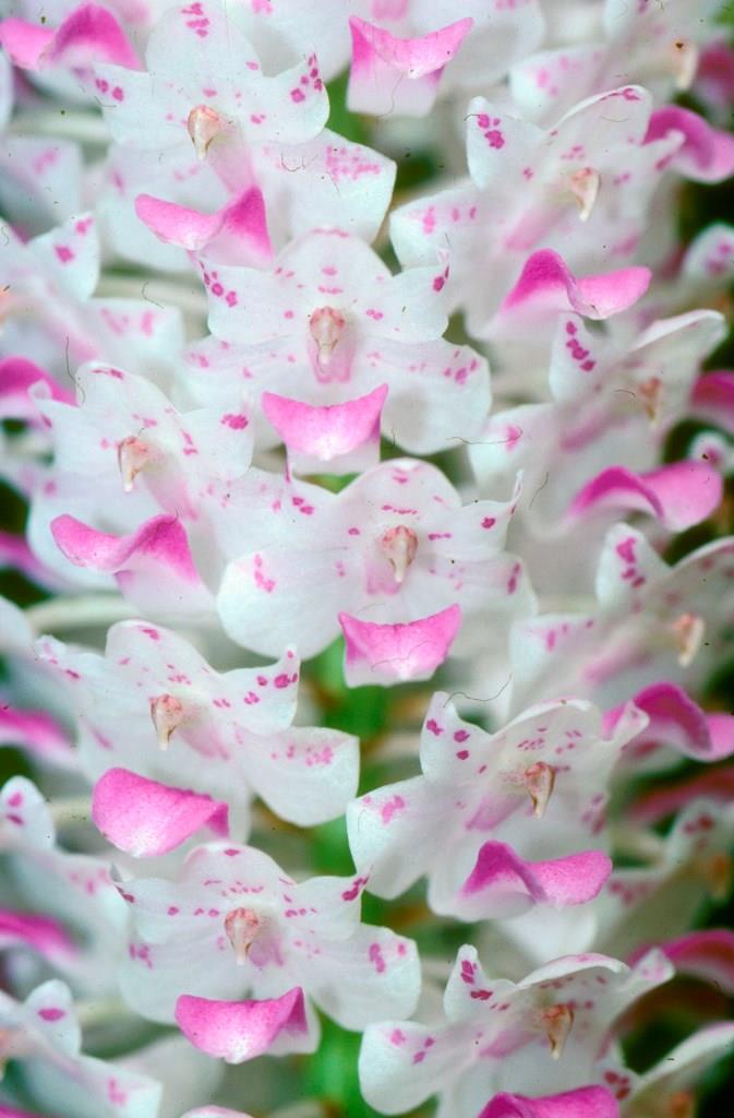 Rhynchostylis retusa