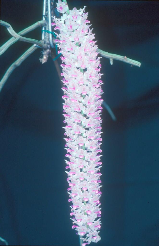 Rhynchostylis retusa - photo 2