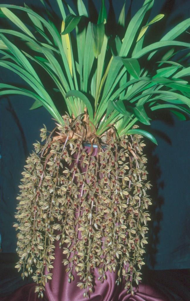 Cymbidium Sunburst Finish - HCC/AOC