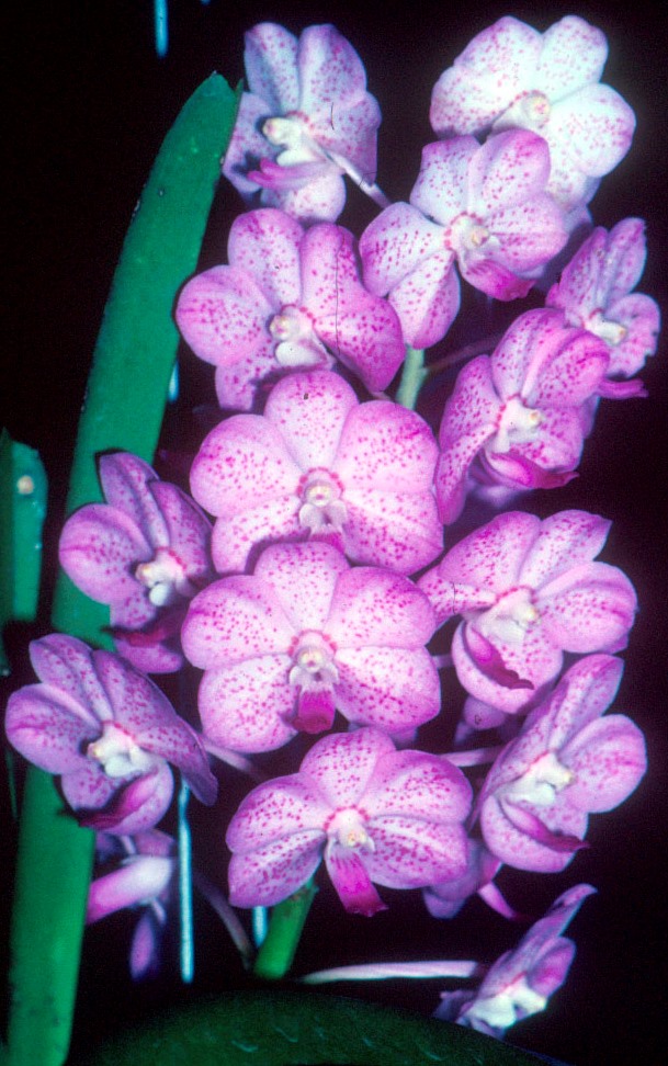 Vanda Dulcie Neuc - photo 2