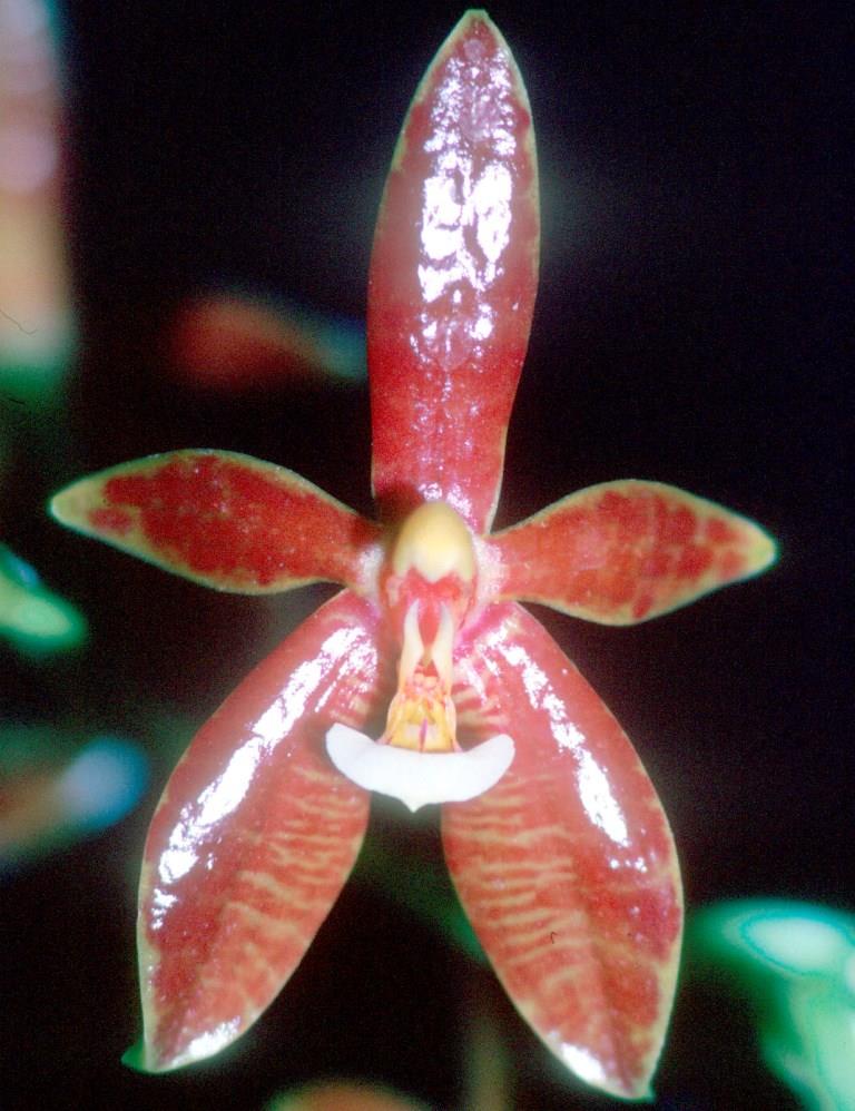 Phalaenopsis cornu-cervi - HCC/AOC